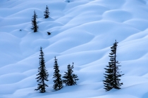 Untouched Fluffy Snow Mount Rainier National Park WA USA 