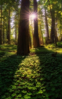 Untouched  Redwood National Park CA USA 