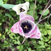 Unusual speckled tulip I came across on my afternoon walk yesterday