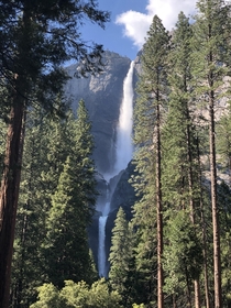 Upper and lower Yosemite falls peeking through the trees Yosemite National Park   x 