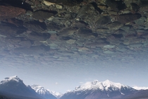 Upside-down in Montana  Flathead Lake MT Photo Creditaccidentaladventure