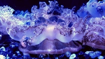 Upside down jellyfish at Newport Aquarium in Kentucky OC OS 