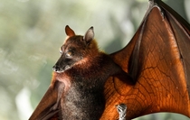 Upside down picture of a Flying Fox P vampyrus 