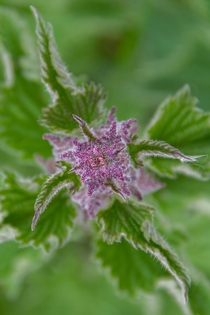 Urtica dioica often called the common nettle 