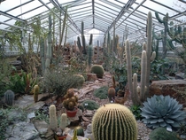 Various cacti in greenhouse 