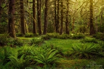 Verde Grove - the Hoh Rainforest in Olympic National Park Washington  by Howard Snyder