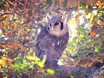 Verreauxs eagle-owl 