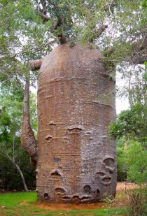 Very old Baobab 