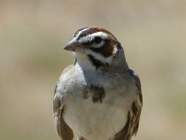 Vespers Sparrow 