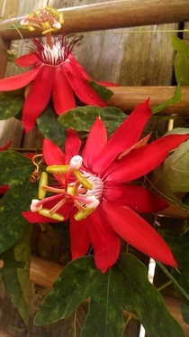 Vibrant red Passion Flowers Passiflora 