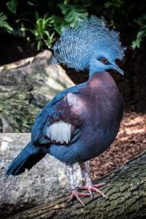 Victoria Crown Pigeon 