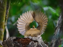 Victorias riflebird Ptiloris victoriae Queensland Australia Photograph by Dean Jewell 