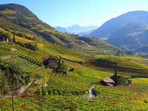 Vineyards in South Tyrol Italy 