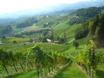 Vineyards in the Steiermark region of Austria 