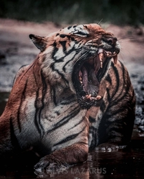 Voracity A gorgeous picture of a slightly pissed off tiger from Kaziranga national park in India
