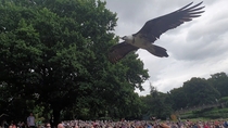 Vulture at the Falconry show at Warwick Castle  West Midlands England  x