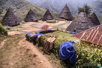 Wae Rebo in Flores Island Indonesia an indigenous village of coffee producers hidden in the jungle 