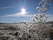 Walked  miles yesterday to get this shot of the morning sun through a frosted plant 