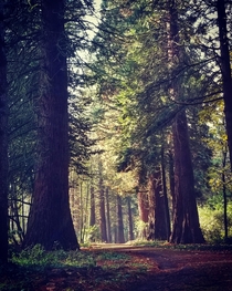 Walking in the woods in Portland Oregon 