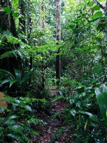 Walking through a rain forest Santa Fe Panama xOC