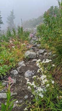 Walking through clouds and wildflowers in the Olympic mountains 