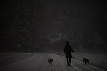 Walking with dogs in snow  
