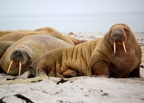 Walruses chilling Photo credit to Jay Rusezky
