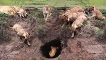 Warthog Tries to Hide in a Hole Surrounded by Hungry Lions Serengeti Park Tanzania