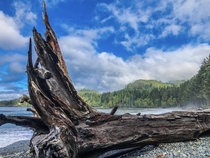 Washed up tree Vancouver Island  x