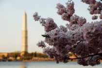 Washington DC  West Potomac Park with cherry blossoms 