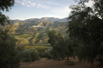 Watching the sunset from an Andalusian olive field 