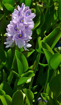 Water Hyacinth or Eichhornia crassipes 