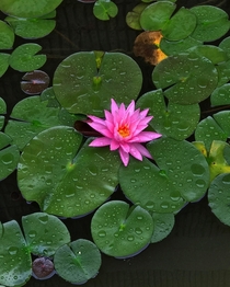 Water Lilly on a Rainy Day 