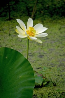 Water Lily NymphaeaceaeOC