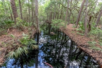 Water so black it looked like a river of oil Blackwater stream in central Florida 