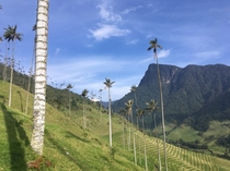 Wax Palms in La Valle de Cocora Colombia  The national tree of Colombia they can grow to be up to m tall 