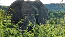 Weekend in Marakele National Park Sighting  Elephant