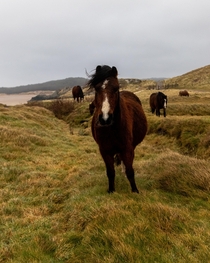 Welsh ponies looking noble in Ynys Llanddwyn