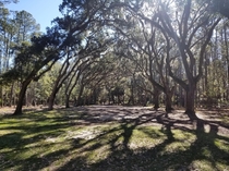 Went for a stroll under the Spanish moss with my son Wormsloe Historic Site Savannah GA 