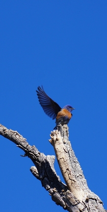 Western Bluebird stretching its wing 