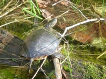Western Painted Turtle Chrysemys Picta Bellii Quetico Provincial Park 