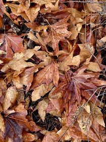 Western Sycamore leaves on the ground