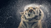 Wet Tiger Shake 