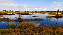 Wetlands Florida 