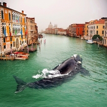 Whale in Venice 