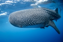 Whale Shark approx - ft long Photo credit to NOAA
