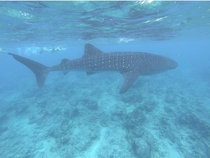 Whale Shark I encountered in the Maldives