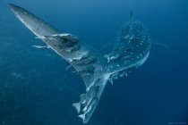 Whale shark with a group of Remora Darwins Arch Galapagos  photo by Alexander Safonov