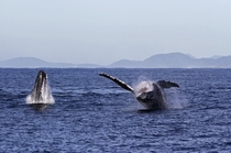 Whales off the coast of Queensland Australia