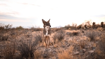 What an unusual experience shooting with a coydog Cilantro is half coyote half border collie